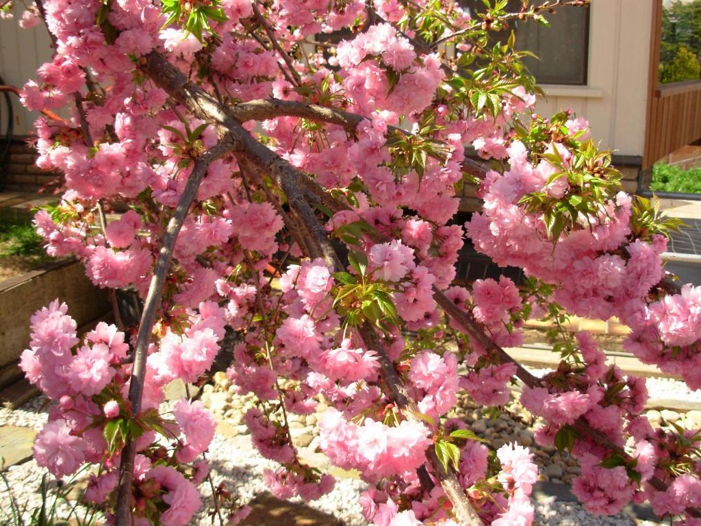 Bathurst Heights Bed & Breakfast Bagian luar foto